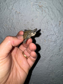 Hi White Concentric Diamondback Terrapin 2024