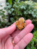 Yellow Flame Baby Florida Red Bellied Turtle