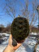 Adult Concentric Diamondback Terrapin Female