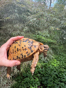Libyan Greek Tortoise Adult Female