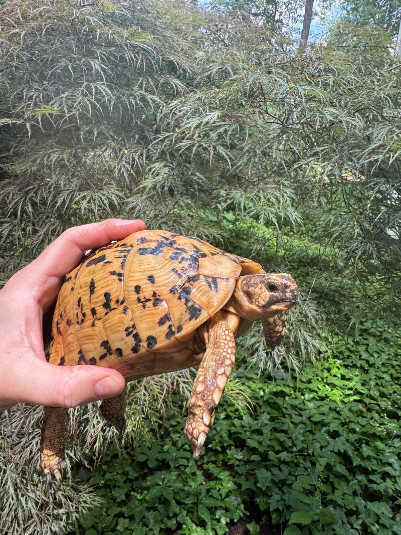 Libyan Greek Tortoise Adult Female
