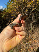 Stripe-necked Musk Turtle Juvenile Pair