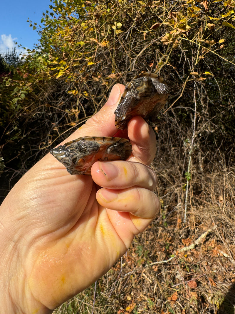 Stripe-necked Musk Turtle Juvenile Pair