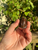 Keeled Box Turtle Baby