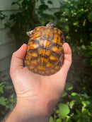 Gulf Coast Box Turtle 2021 Female