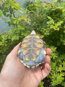 Ornate Diamondback Terrapin Male