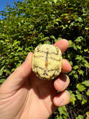 Leopard Tortoise 2024