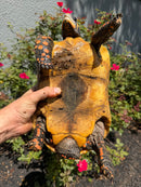 Red Foot Tortoise Adult Female