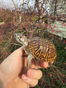 Desert Box Turtle Adult Female CB