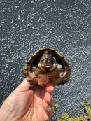 Razor backed Musk Turtle CB Adult Trio
