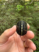 HI YELLOW Florida Box Turtle Baby 2024