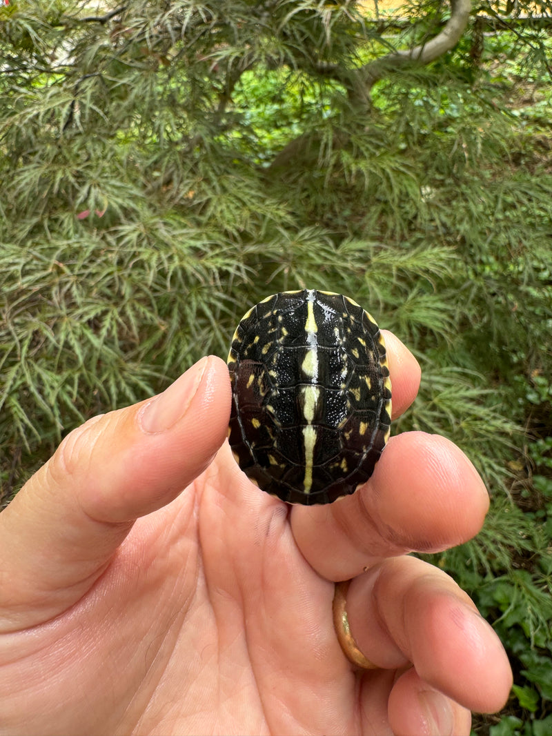 HI YELLOW Florida Box Turtle Baby 2024