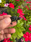 HI YELLOW Florida Box Turtle