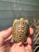 Leopard Tortoise 2024