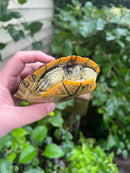 Pastel Clown Red Eared Slider Turtle Breeder Male