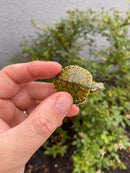 Pastel Clown Peacock Slider Baby 2026