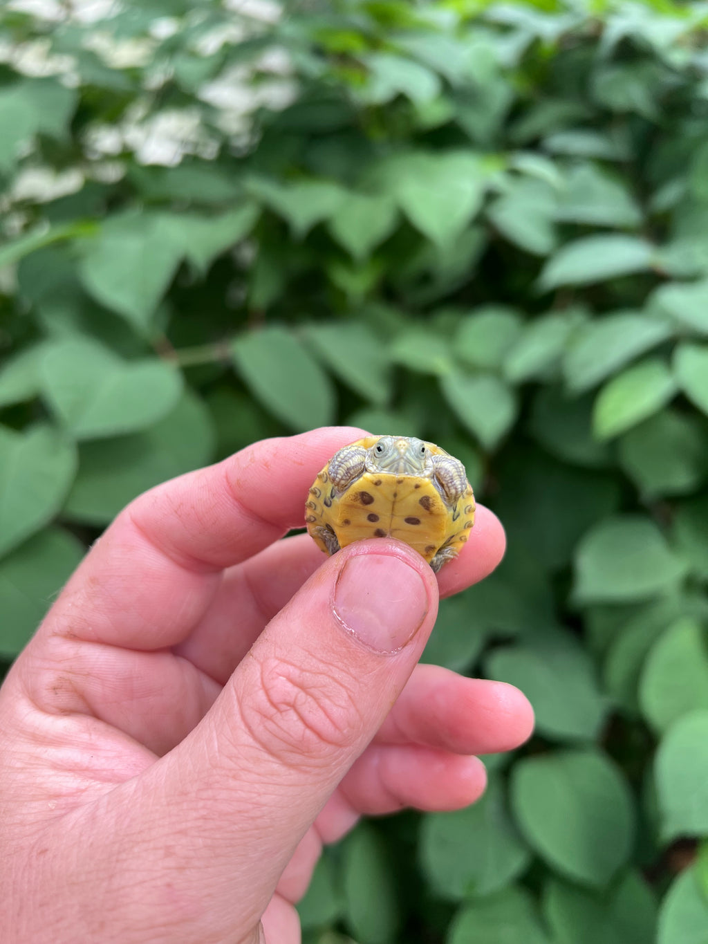 Baby Pastel Clown Red Eared Slider Turtles For Sale 