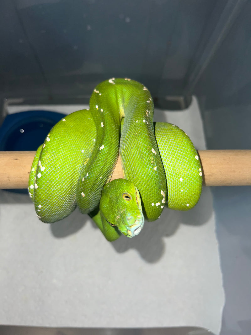 Aru Green Tree Python Male