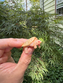 Baby Albino Common Snapping Turtle 2025 Female