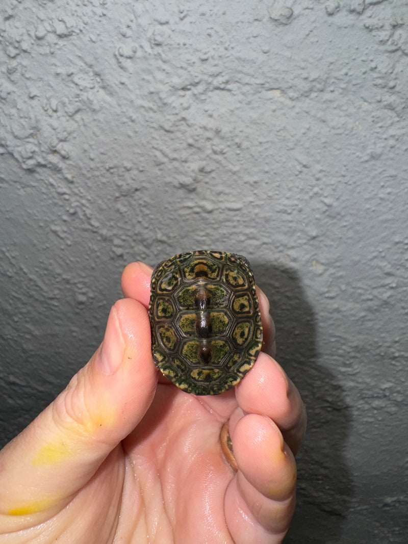 Hi White Concentric Diamondback Terrapin 2024