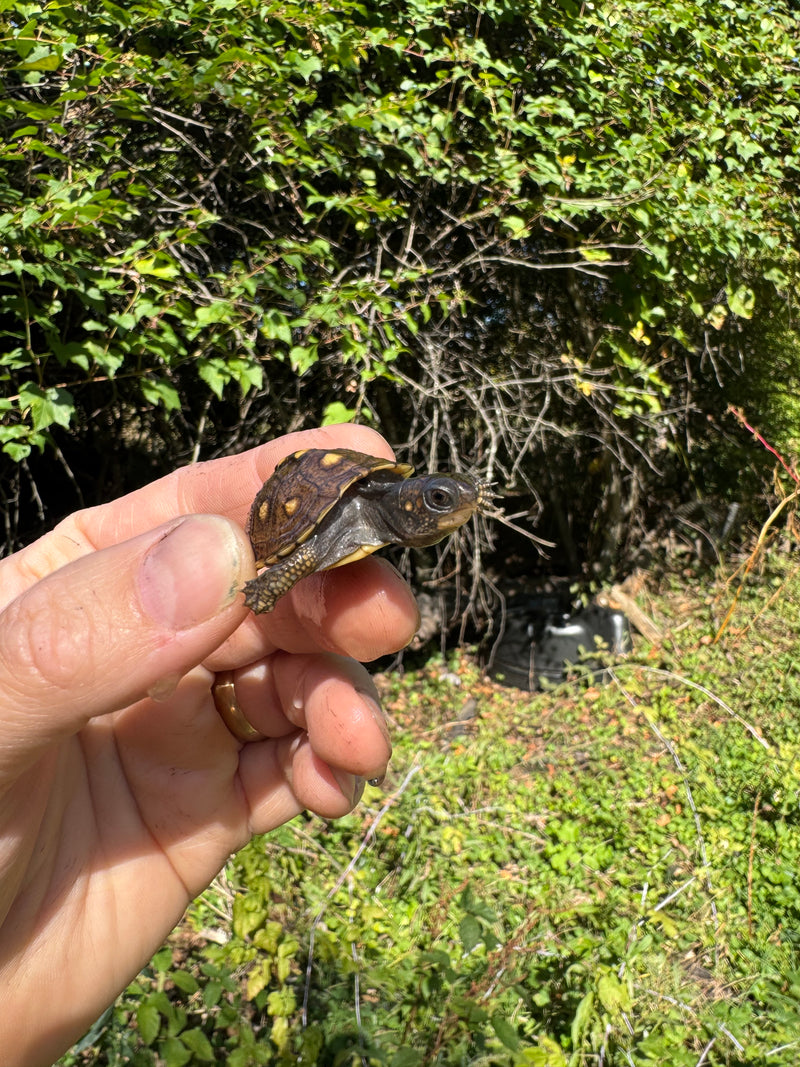 Hi Color Yellow Baby Eastern Box Turtle