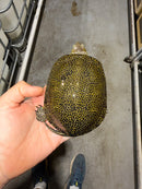 Sicilian Pond Turtle Adult Pair
