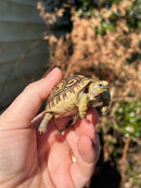 Leopard Tortoise 2024