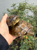 Spanish Pond Turtle Adullt Pair