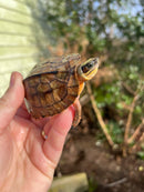Golden Coin Box Turtle 2023