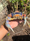 Trinidad Electric Blue Giant Land Crab (Cardisoma guanhumi)