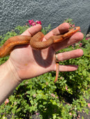 Red Salt Marsh Water Snake Adult Female