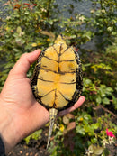 Sicilian Pond Turtle Adult Pair