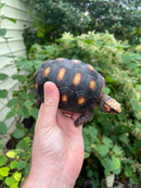 Colombian Clownface Redfoot Tortoise 2021