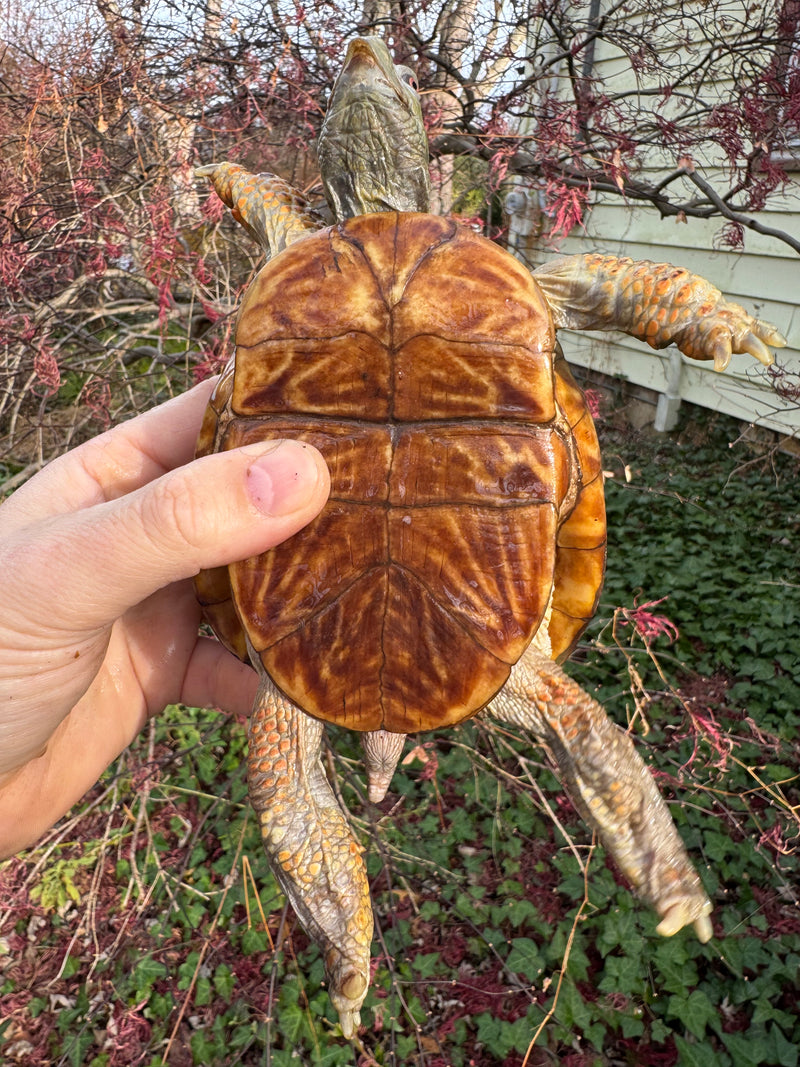 Desert Box Turtle Adult Male CB