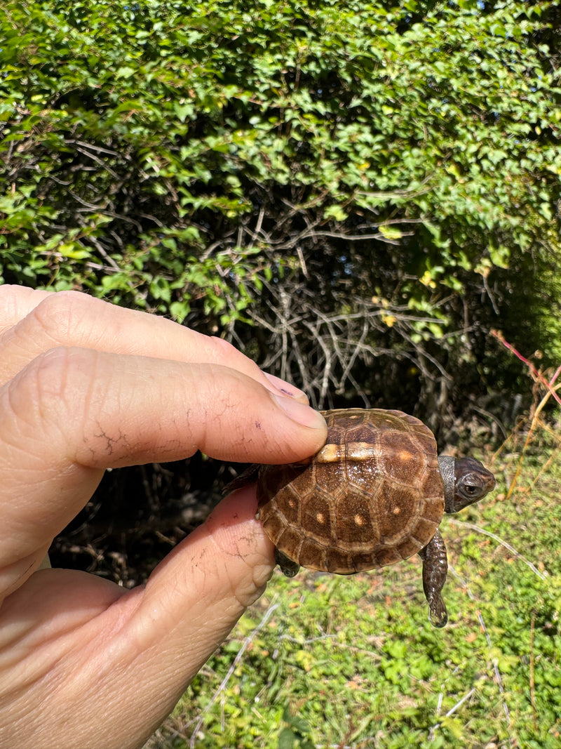 Hi Color Orange Baby Eastern Box Turtle