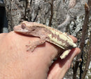 Frappucino Crested Gecko Juvenile