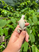 Snow Green Iguana 2024