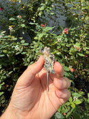 Hypomelanistic Common Snapping Turtle 2026