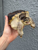 Hypomelanistic Common Snapping Turtle 2024