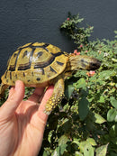 Eastern Hermann's Tortoise Adult Female