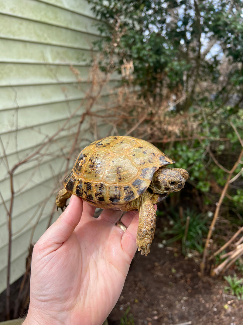 Russian Tortoise Adult 1.3  (Testudo horsfieldii)