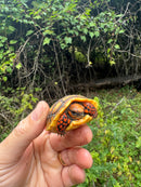 Hypo Cherrybomb Red Foot Tortoise Baby 2025