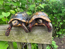 HI COLORED Suriname Red Foot Tortoise Adult Pair 6 (Chelonoidis carbonaria)