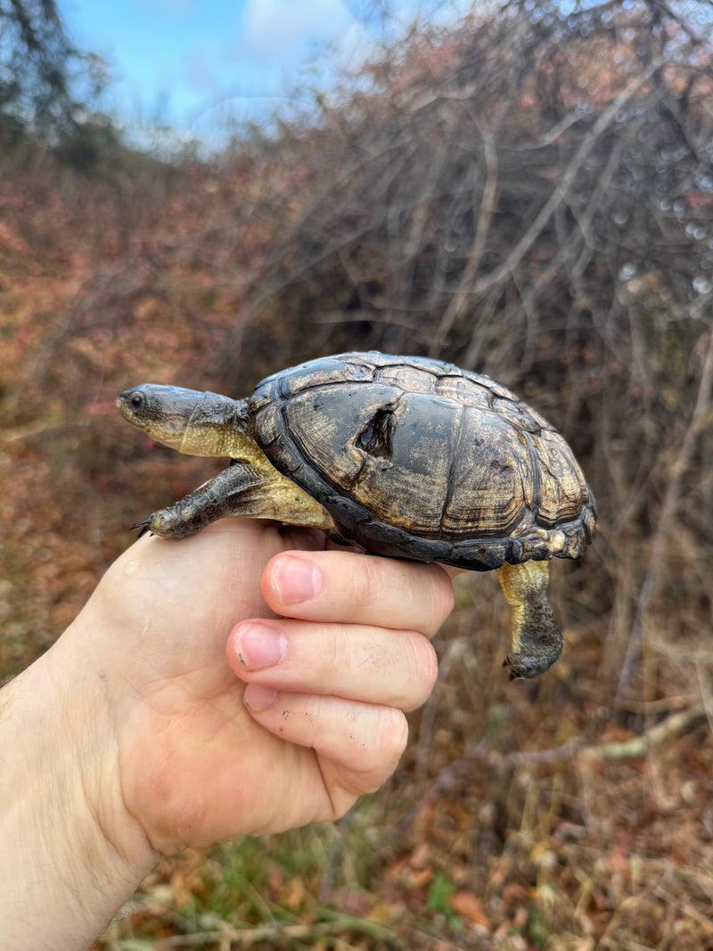 African Dwarf Mud Turtle Adult Female