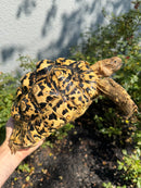 Hi White Leopard Tortoise Female