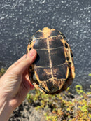 Reeves Turtles Adult Female