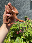 Red Salt Marsh Water Snake Adult Female