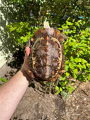 Homes Hinge-back Tortoise Adult Pair