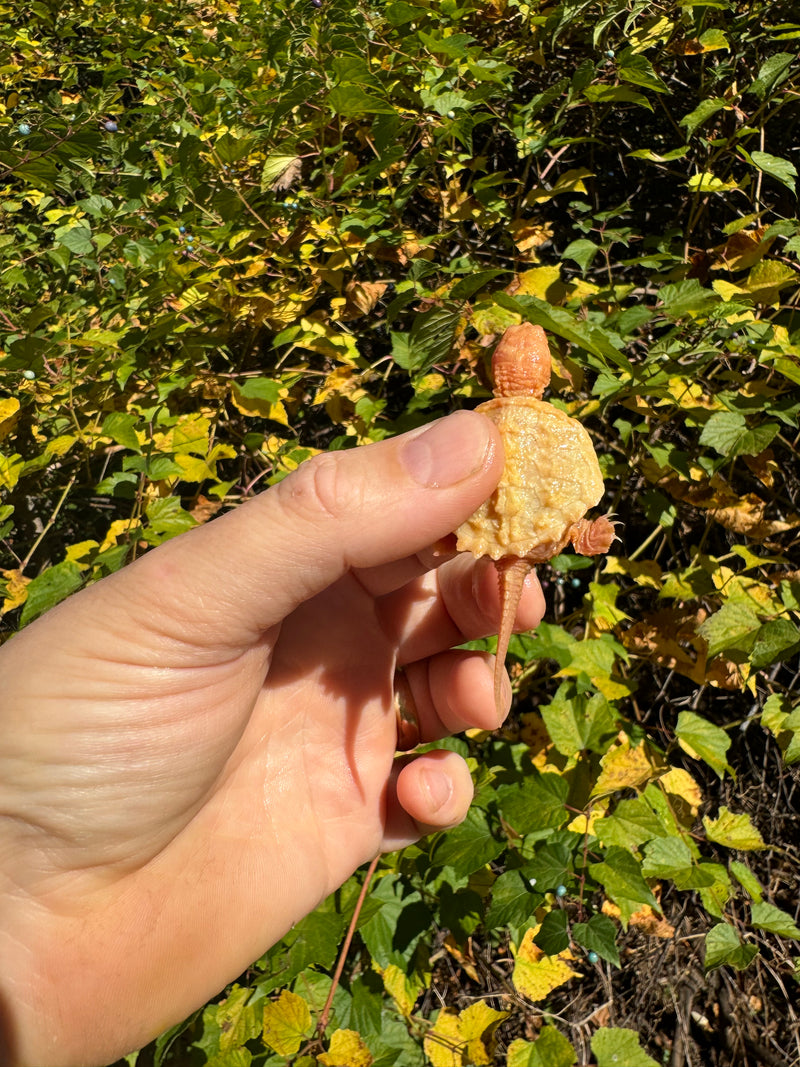 Baby Albino Common Snapping Turtle (Imperfect Shell) (Chelydra serpentina)