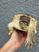 Hypomelanistic Common Snapping Turtle 2024